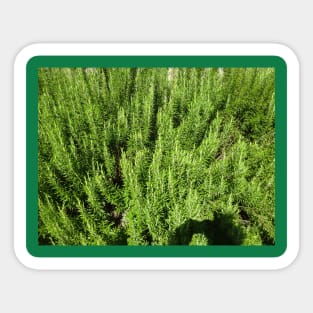 A sea of ​​rosemary Sticker